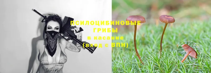 MEGA маркетплейс  Кыштым  Галлюциногенные грибы Psilocybe 